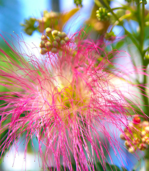 pink fragrant flowers on mimosa tree